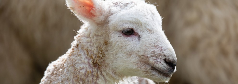 newborn lamb in field