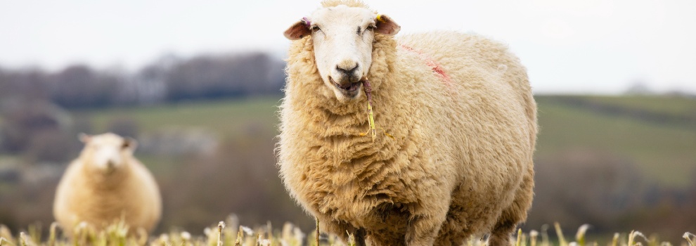close-up of sheep in a field © RSPCA