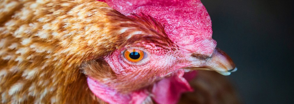 close-up a free-range hen © Emma Jacobs / RSPCA