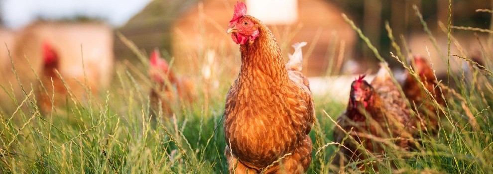 group of free-range hens walking through grass © Emma Jacobs / RSPCA