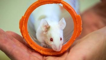 close-up of mouse in a plastic tunnel