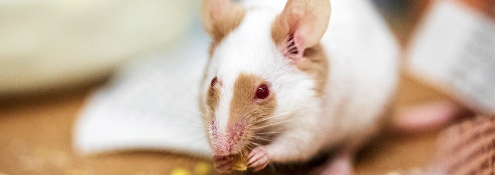 close-up of mouse eating