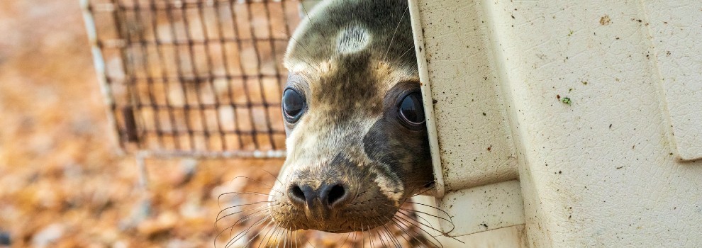 close-up of seal's head emerging from animal carrier set down on the beach © RSPCA