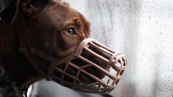 Muzzled dog Mason because of Breed Specific Legislation © RSPCA