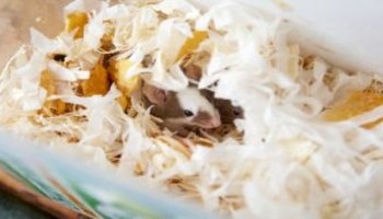 mouse burrowed down in the middle of bedding material