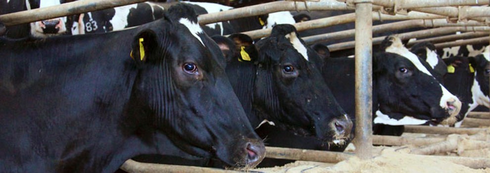 close-up of two holstein dairy cows in a cattle shed © RSPCA