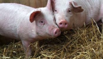 two pigs with heads together standing on straw © RSPCA