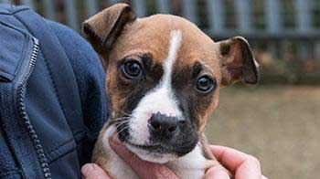 Crossbreed puppy being held © RSPCA