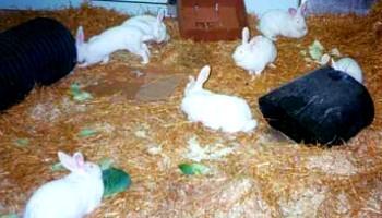 group of farmed rabbits with space to move