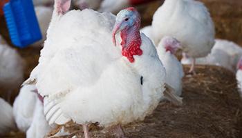 turkey standing on hay bale