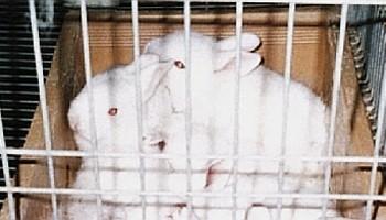 Farmed rabbit pups in a nest box inside a cage system