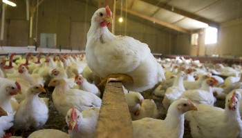 healthy broiler chickens inside a higher welfare shed © RSPCA