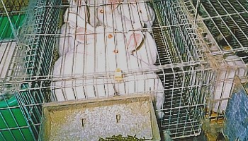 caged white rabbits © RSPCA