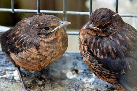 fallen-blackbird-fledglings