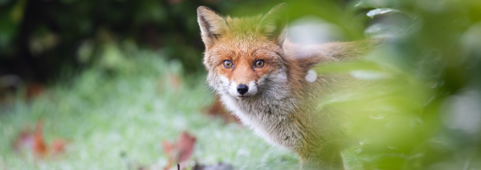 fox rspca animals you can't see