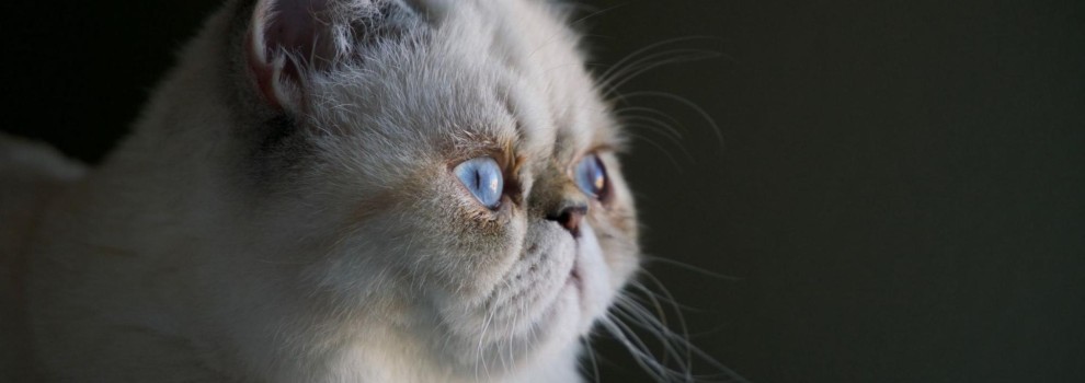 close-up of persian cat © Alex Chambers | Unsplash