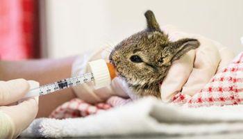 Baby rabbit being fed through a syringe by a member of staff