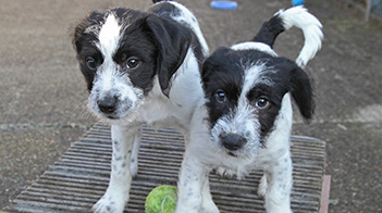 Two puppies playing at an animal centre © RSPCA