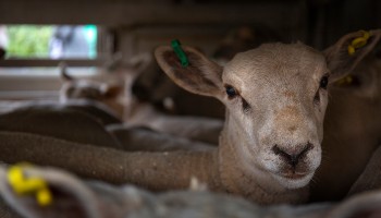 Sheep in transport lorry