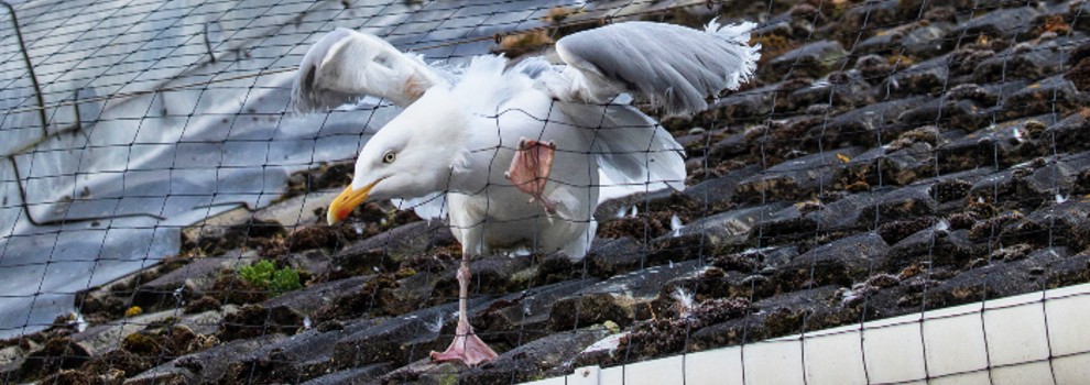seagull caught in roof netting © RSPCA