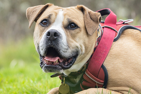 Tan and white boxer mix named Venus wearing a red harness lying outdoors in the grass