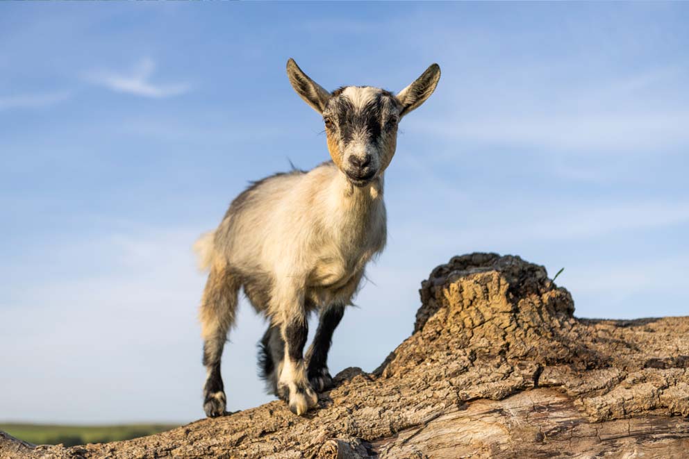 A pygmy goat standing on a log.