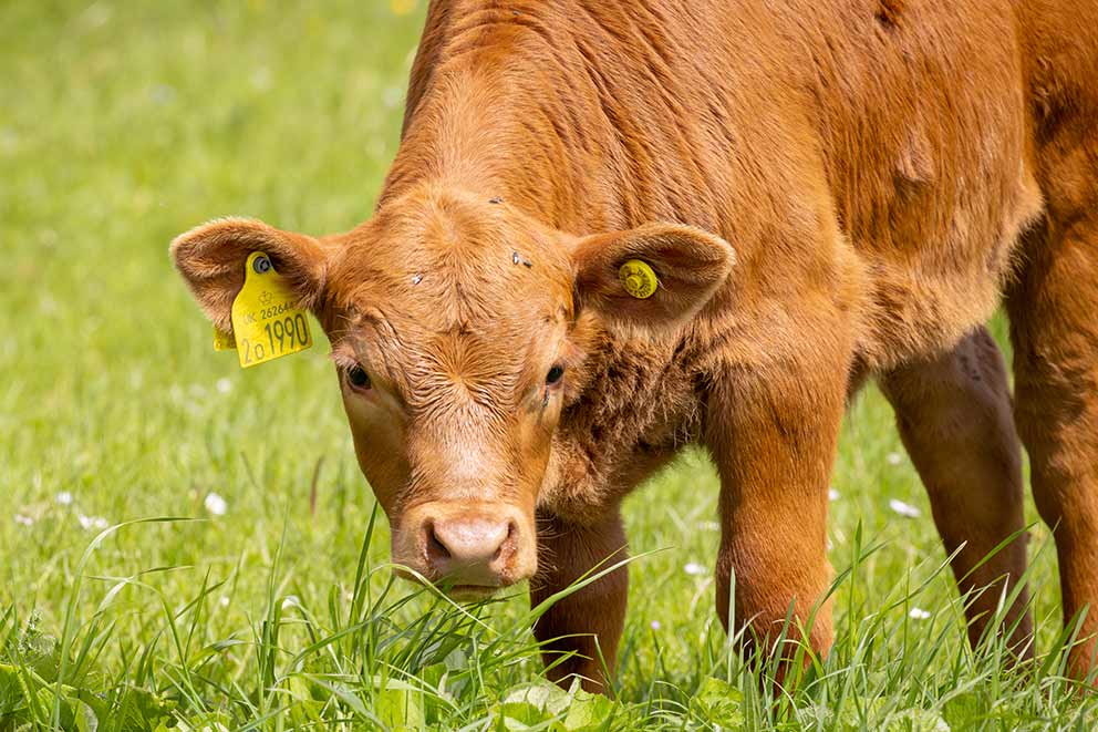 A brown cow stood looking at the camera in a field of grass