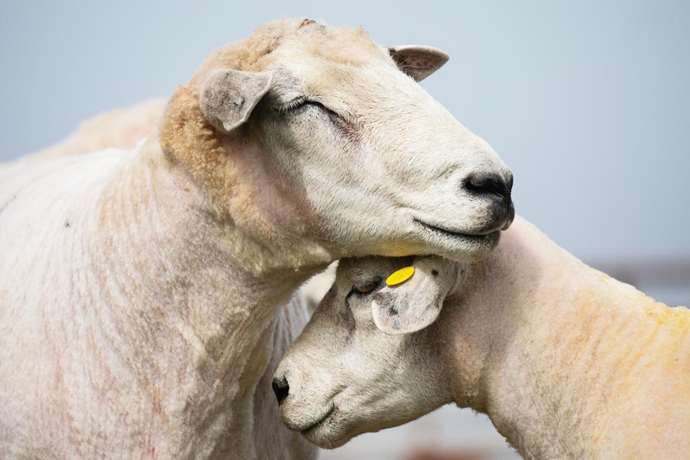 Two sheep nestling into one another.