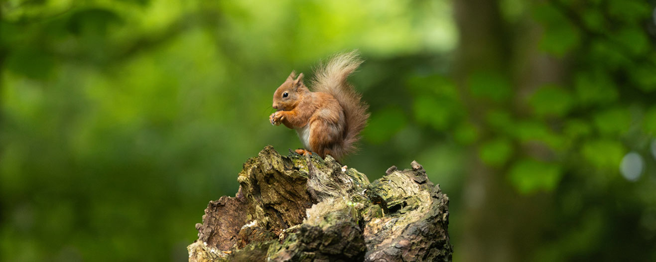 A red squirrel on a tree stump sitting and eating a nut.
