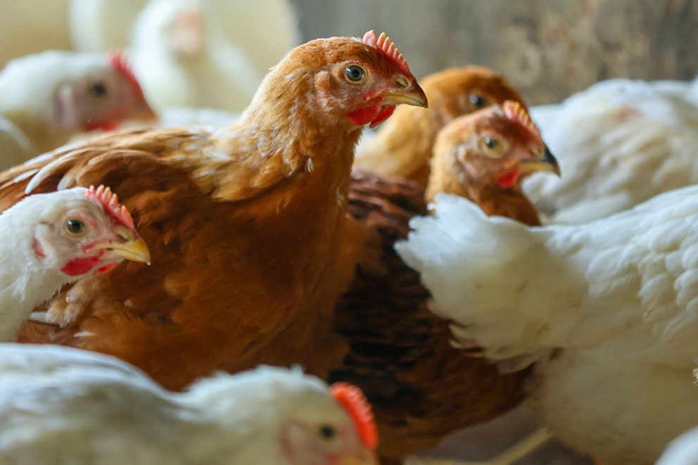 A group of chickens, three a light brown colour in the foreground, the rest are bright white in colour.