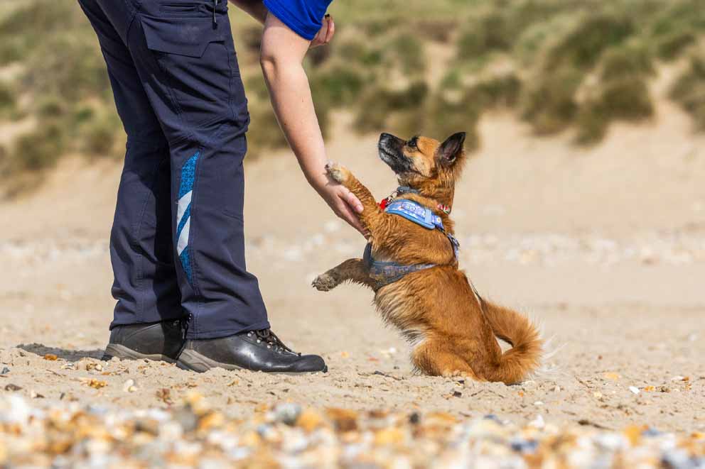 An RSPCA worker in a blue uniform bends down to hold the paw of Poppy, a small brown dog sitting on a sandy beach.
