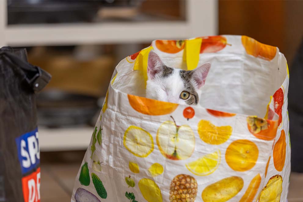 Bertie, a one-eyed white and tabby cat peeks out from inside a white reusable shopping bag covered in colourful fruit patterns.