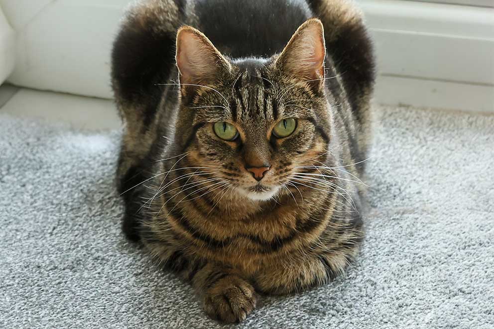 Jaffa, a brown tortie cat sitting with her paws curled up upon a beige carpet.