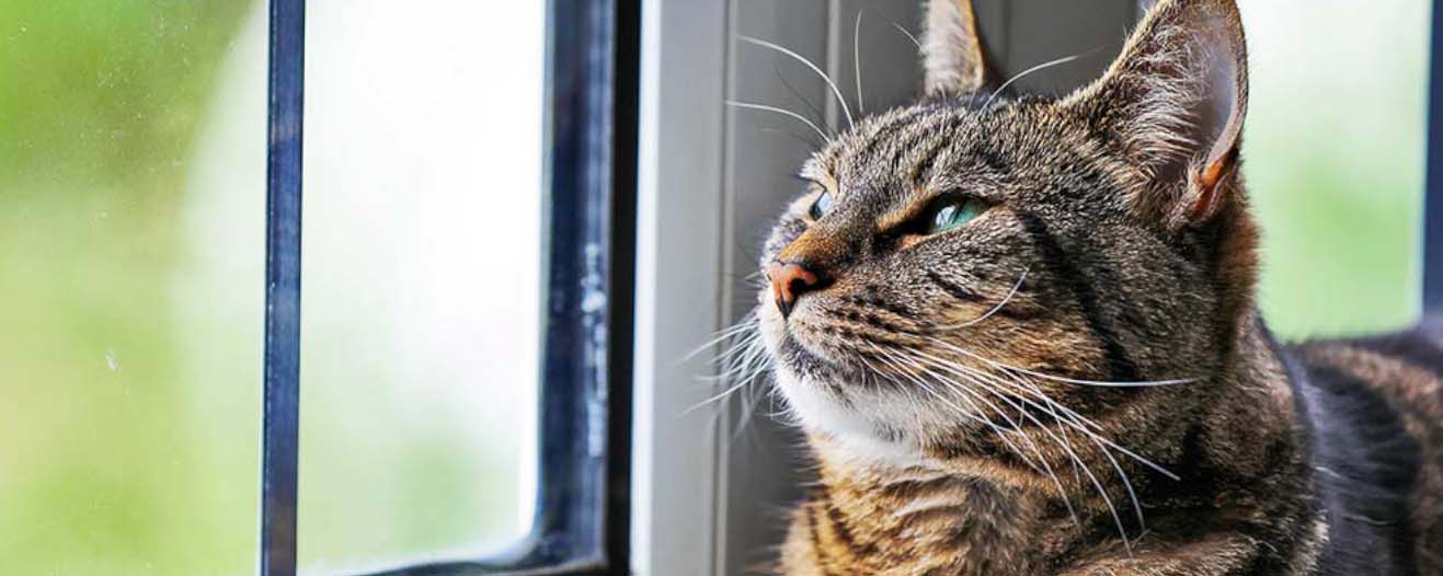 Jaffa, a brown tortie cat with green eyes looking calmly through a window she's laying next to.