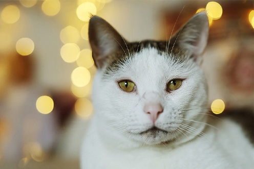 A white cat with hazel eyes and light brown patches on his head and ears.