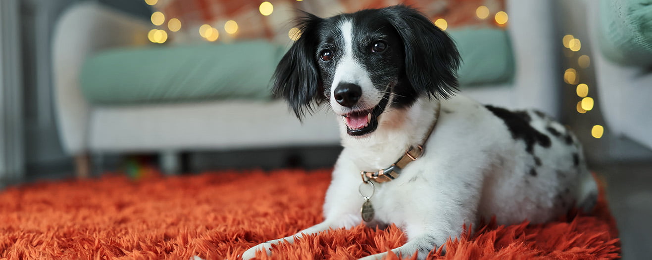 Floss, a black and white dog sitting playfully on a fluffy red rug.