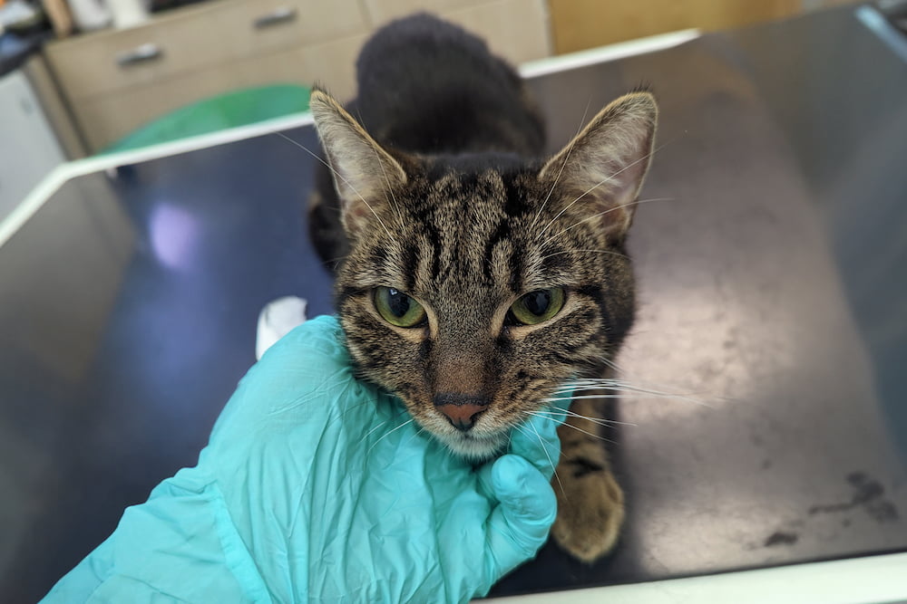 Jaffa, a brown tortie cat sitting on a vets table, her head held by the vet wearing a blue medical glove.