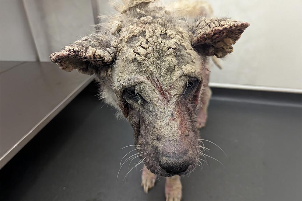 Lola, a large dog with her head bowed covered in thick scabs.