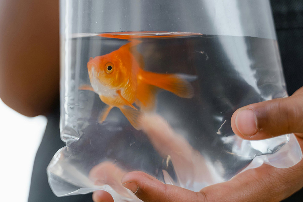 Goldfish in a bag