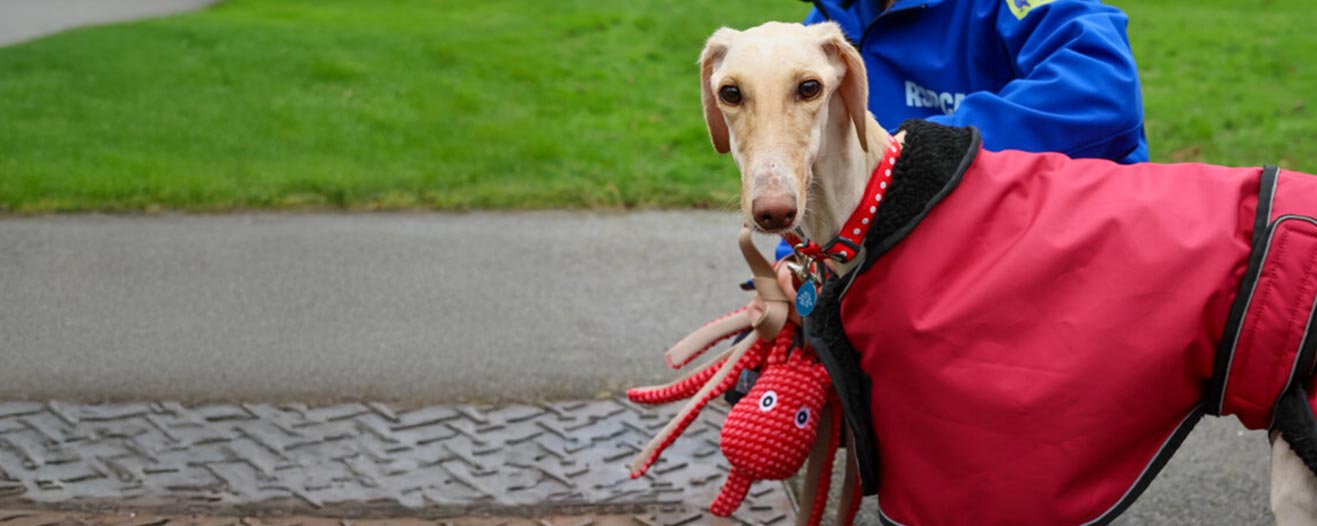 A lurcher mix breed dog wearing a bright red coat.
