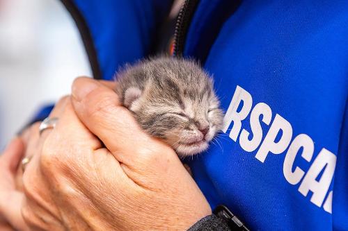 An RSPCA staff member cuddling a very young tabby kitten.