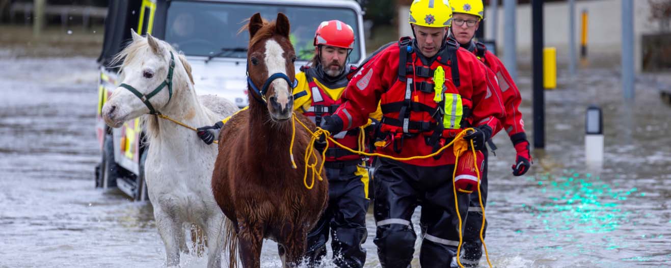 Animal rescue workers leading two horses out of flood waters.
