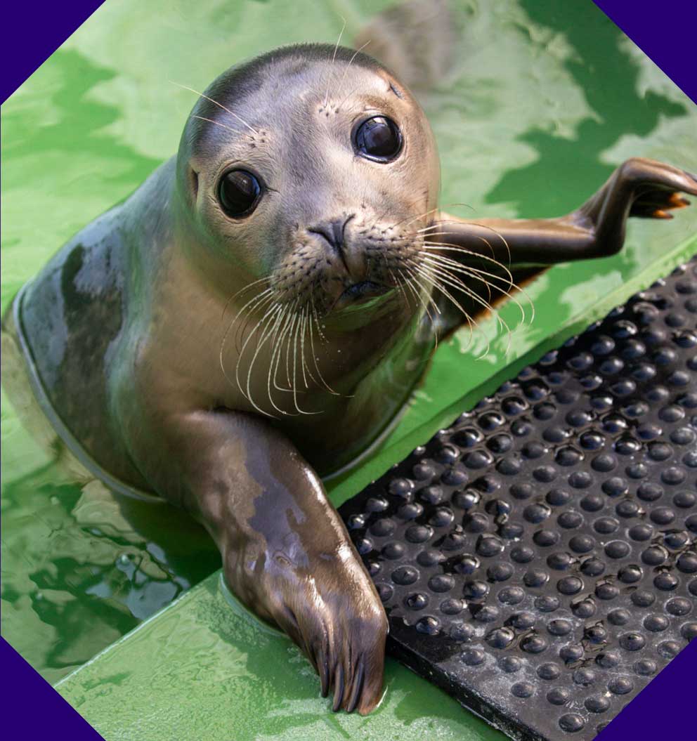 A grey seal with large, shiny black eyes.