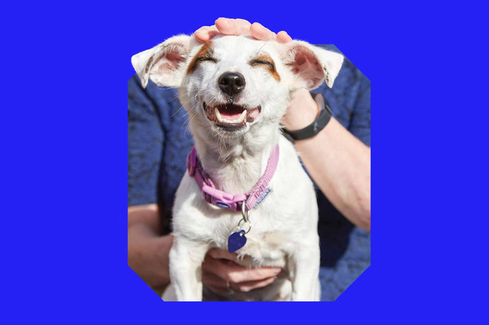 A white dog with brown patches and wearing a pink collar happily being pet by their owner.
