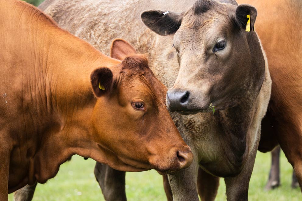 Two brown cows in a field facing one another. They both have a yellow tag in their ear.