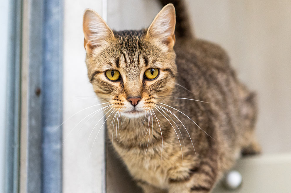 A brown tabby cat with bright eyes.