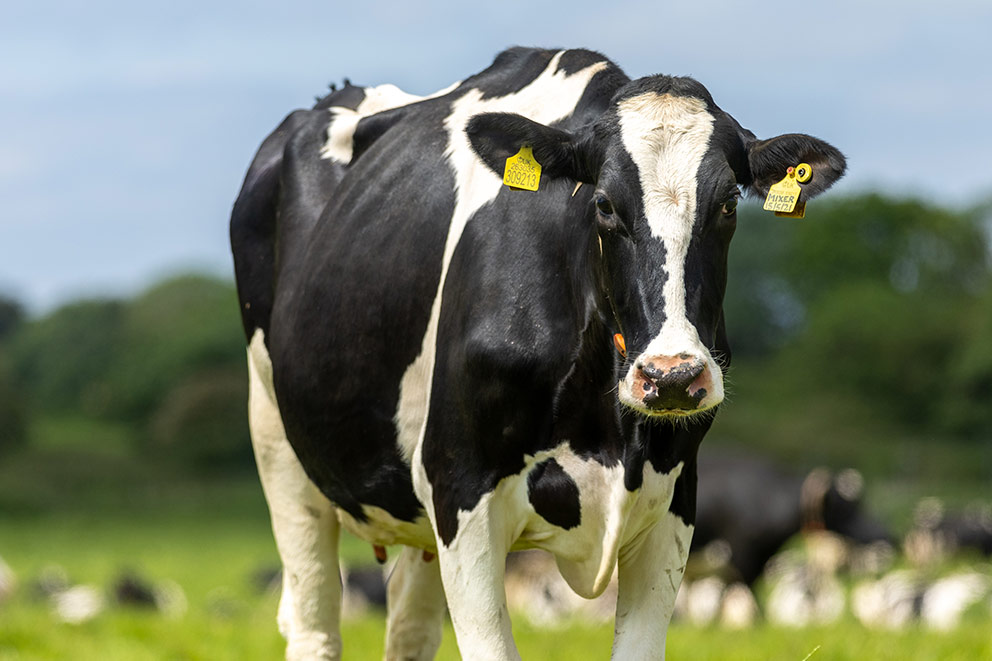 A black and white dairy cow with yellow tags in her ears.