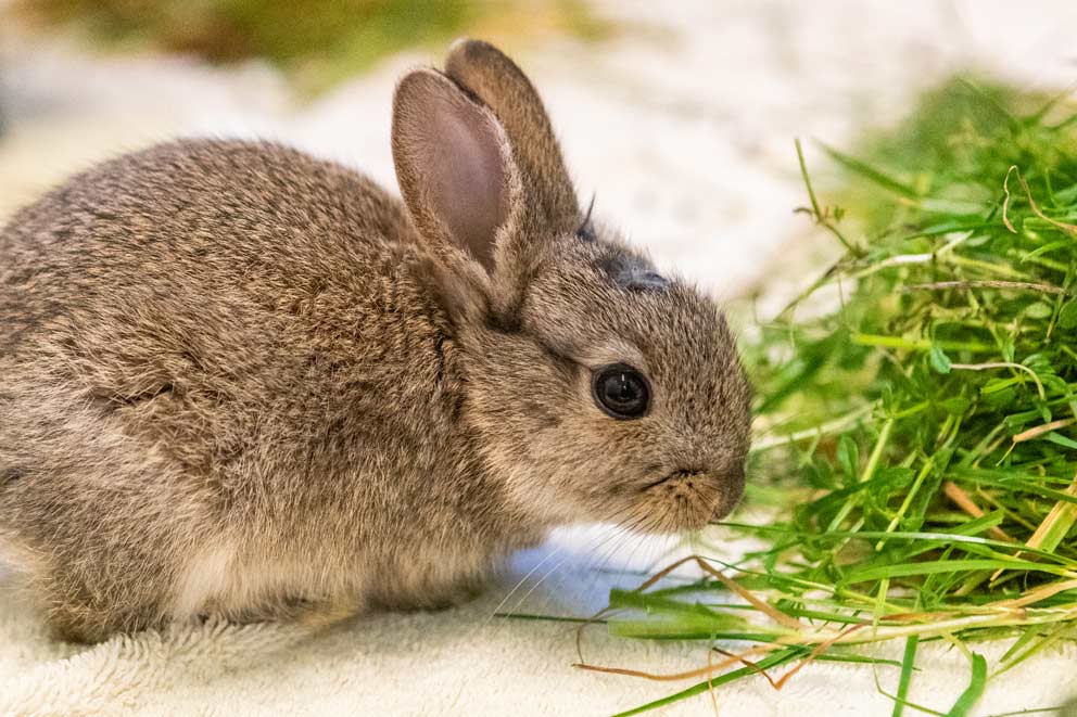 A small brown baby rabbit about to nibble on a pile of grass.