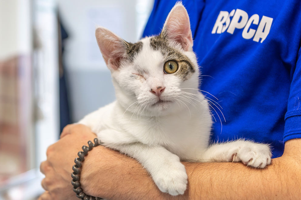 An RSPCA staff member holding a white cat with one eye and tabby areas of fur around their face.