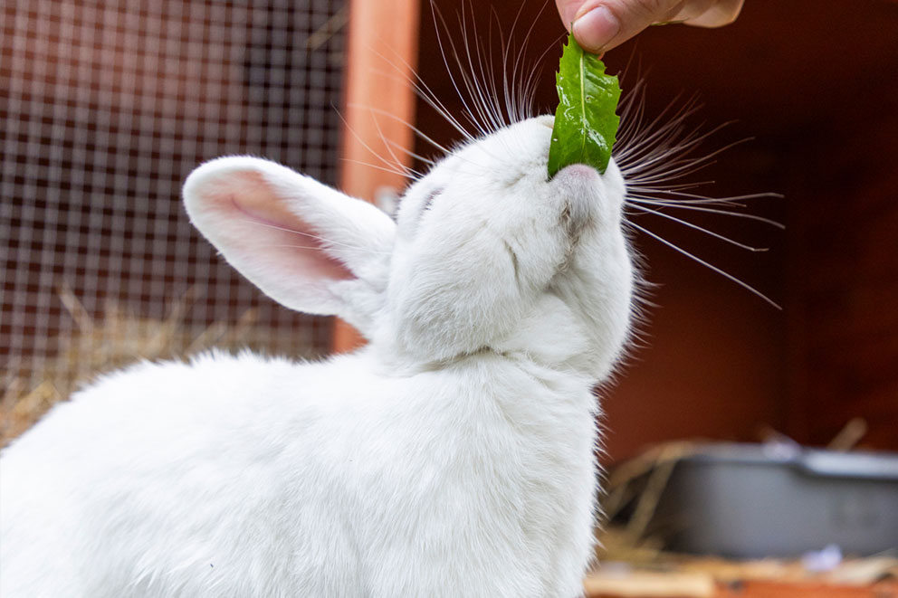 A white rabbit being fed a leafy green and reaching up to eat it.